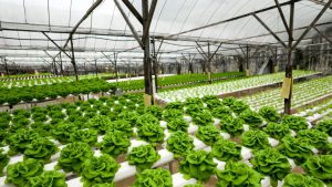 what is hydroponics - hydroponics garden green house