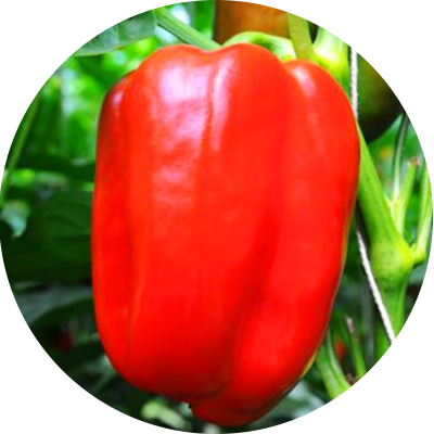 product-bellpeppers