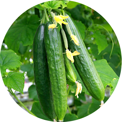 product-cucumbers