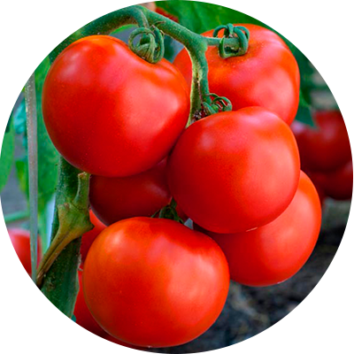 product-tomatto